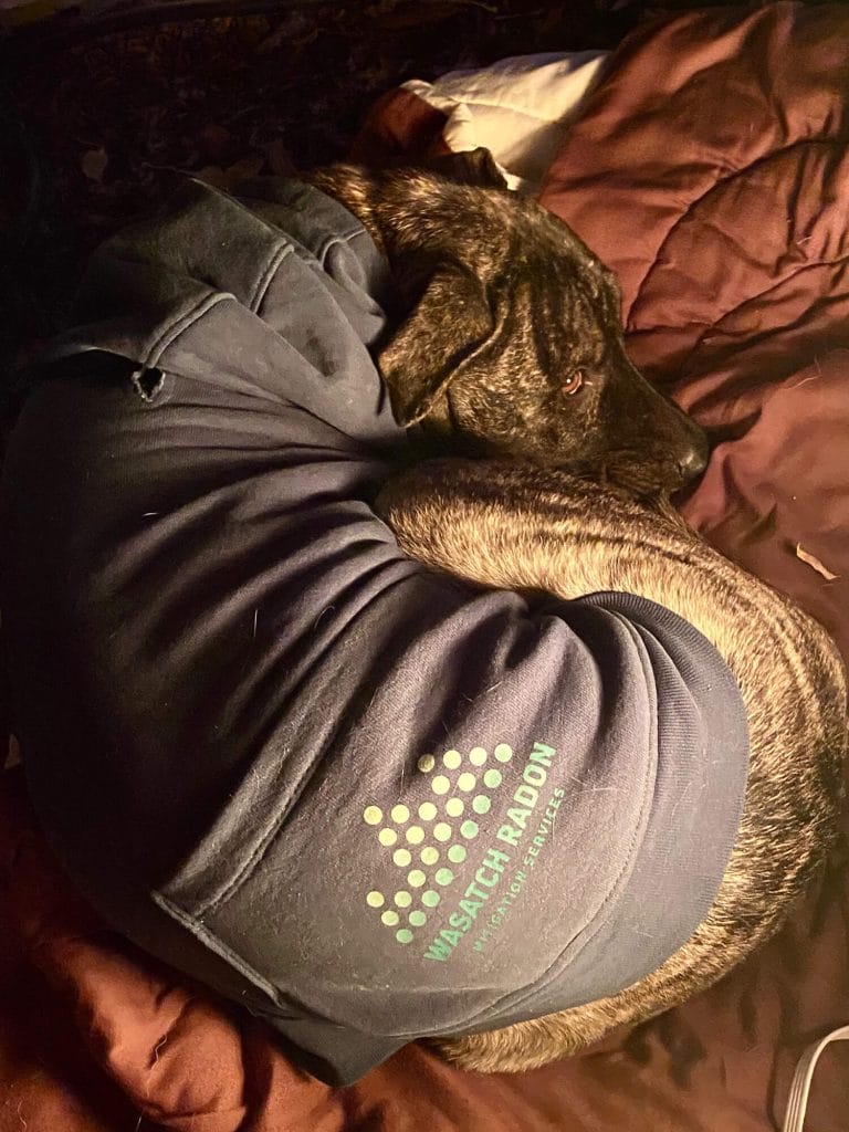 wasatch puppy sleeping